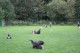 Thumbs/tn_Bild 018.jpg